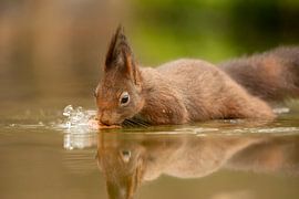 Squirrel wants to grab nut from water by Tanja van Beuningen