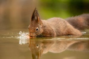 Eichhörnchen will Nuss aus dem Wasser holen von Tanja van Beuningen