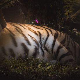 Tiger texture dark & moody van Sandra Hazes