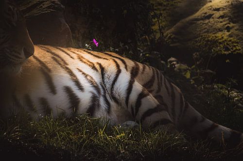 Tiger texture dark & moody