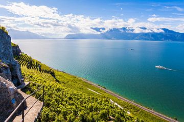 Wijngaard Lavaux aan het meer van Genève van Werner Dieterich