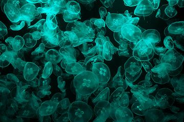 turquoise jellyfish against black sea by Stella Ammerlaan