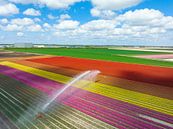 Tulpen in een veld besproeid door een landbouwsproeier tijdens de lente van Sjoerd van der Wal Fotografie thumbnail