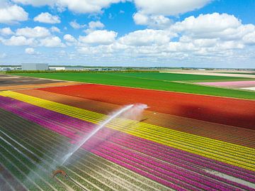 Tulips in a field sprayed by an agricultural sprinkler during spring by Sjoerd van der Wal