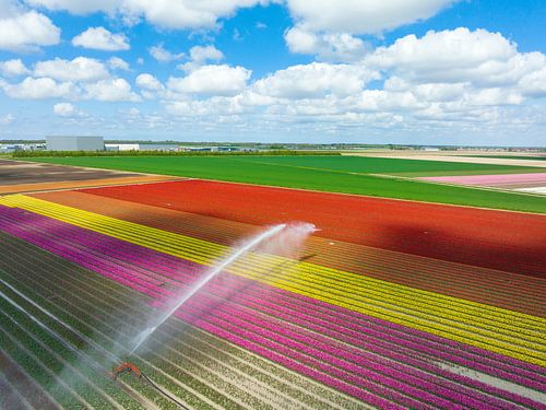 Tulipes dans un champ arrosé par un arroseur agricole au printemps.