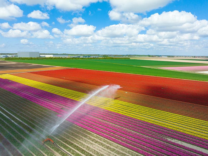 Tulpen in een veld besproeid door een landbouwsproeier tijdens de lente van Sjoerd van der Wal Fotografie