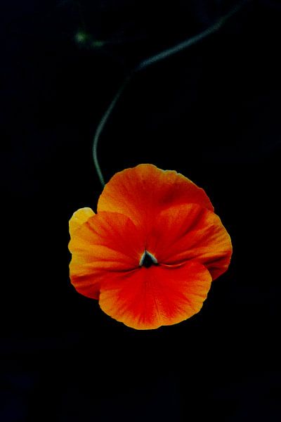 Fleur jaune-rouge sur un fond noir, abstrait par Yanuschka | Fotografie Noordwijk
