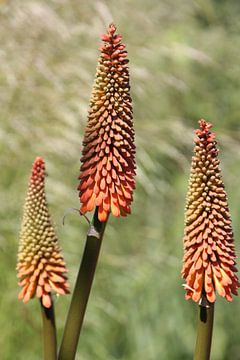Fleur, Aloe Vera sur Marianne van den Bogaerdt