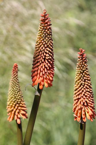 Bloem, Aloe Vera
