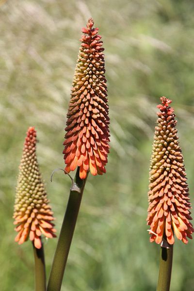 Flower, Aloe Vera by Marianne van den Bogaerdt