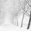 Averses de neige sur Ton van Buuren