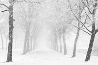 Schneeschauer