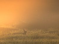 Un lapin à la lumière dorée