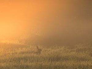 Kaninchen in goldenem Licht