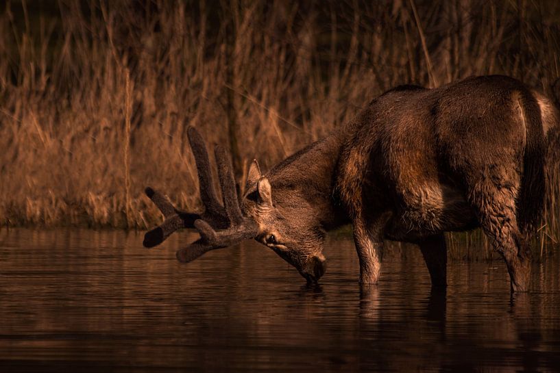 Mirrored Deer by Marijke Groos