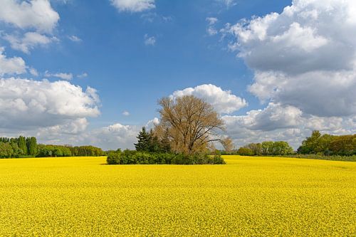 Landscape on the Lower Rhine