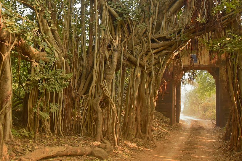 Banyan tree in Ranthambore National park by cobofoto