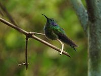 Kolibrie in Costa Rica