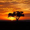 Acaciaboom bij zonsondergang. van Frans Gesell