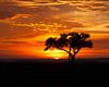 Acaciaboom bij zonsondergang. van Frans Gesell thumbnail