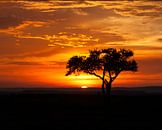 Acaciaboom bij zonsondergang. van Frans Gesell thumbnail
