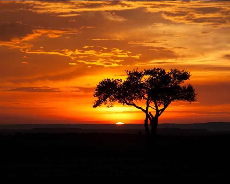 Acaciaboom bij zonsondergang. van Frans Gesell