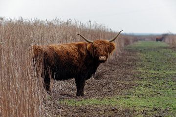 Schotse Hooglander vanuit begroeiing von Patrick van Lent