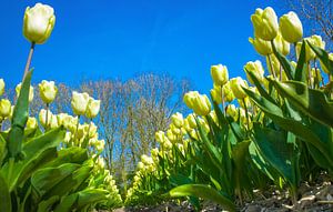 Birnen Feld mit gelben Tulpen