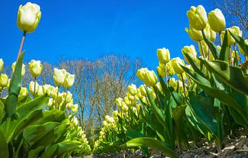 Birnen Feld mit gelben Tulpen von Rietje Bulthuis