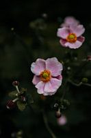 Close up bloemen roze