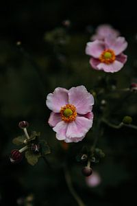 Close up bloemen roze van Marianne Voerman