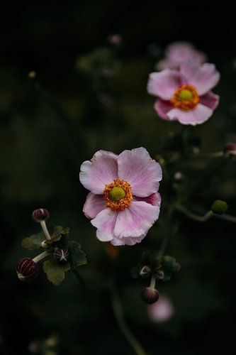 Gros plan sur des fleurs roses sur Marianne Voerman