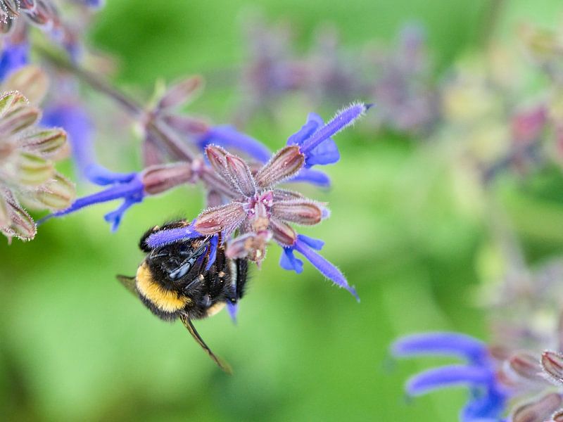Hommel op een bloem die nectar verzamelt van Martin Köbsch