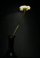 gerbera in purple vase against a green background