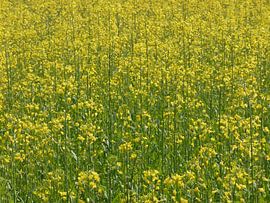 Ein Rapsfeld in Drenthe von Wim vd Neut