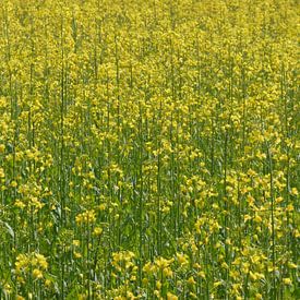 A field of oilseed rape in Drenthe by Wim vd Neut