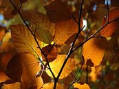 Herbstblätter von Rini Kools Miniaturansicht