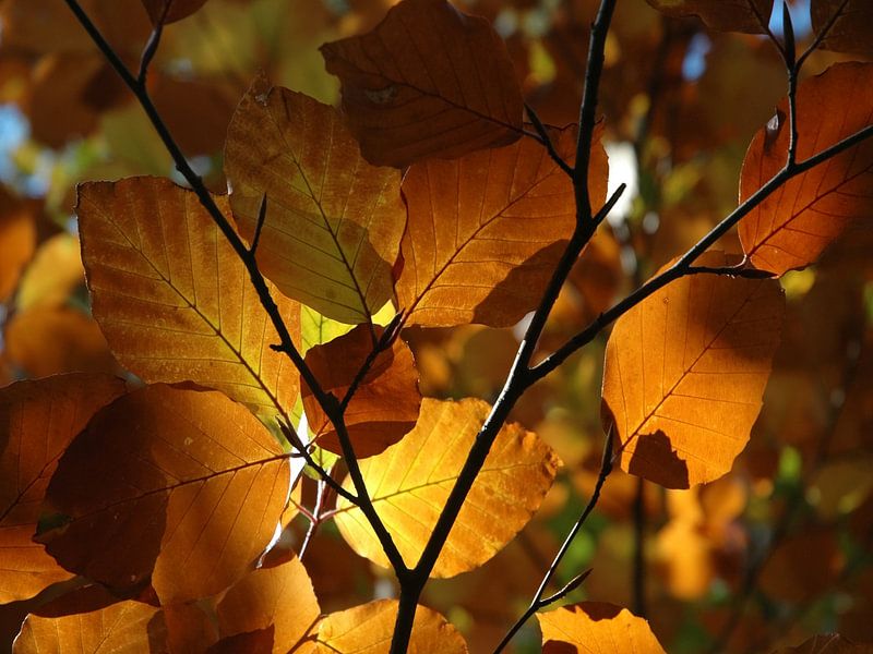 Herbstblätter von Rini Kools