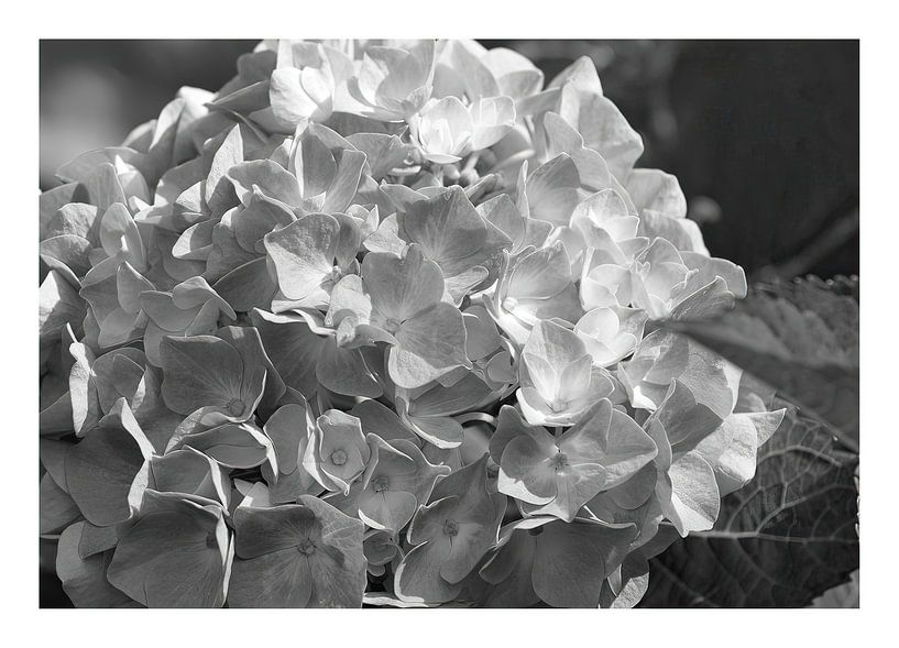 Flower by Peter Balan
