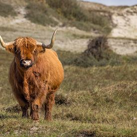 Schottischer Highlander in der Düne von Menno Schaefer