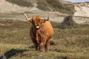 Schottischer Highlander in der Düne