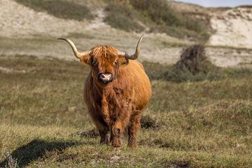 Schotse Hooglander in het duin van Menno Schaefer