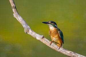 Eisvogel - Kingfisher