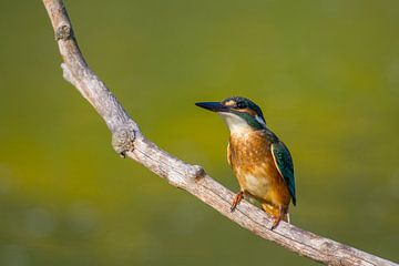 Kingfisher (Alcedo atthis) by Ursula Di Chito