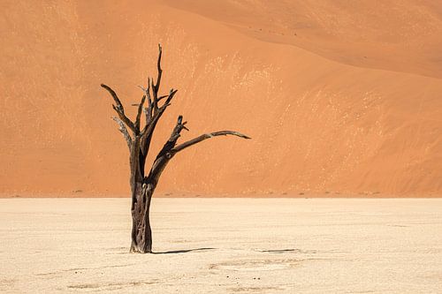 Deadvlei, skeletten van bomen in een desolaat duinenlandschapDeadvlei / Dodevlei: een witte kleivlak