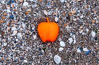 Apple on the Beach - Schelpen Pt I van Alex Hiemstra thumbnail