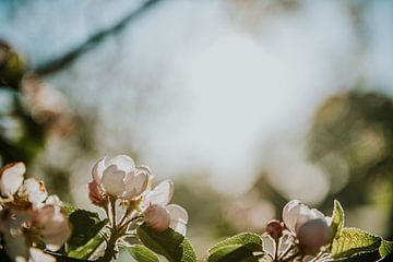 Fleur de pommier avec rétro-éclairage sur Nickie Fotografie