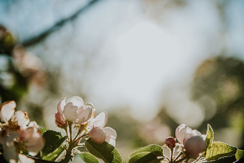 Apple blossom with backlight by Nickie Fotografie