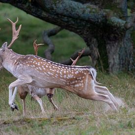 Dierenfotografie - Bronstige damherten... van Bert v.d. Kraats Fotografie