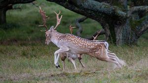 Dierenfotografie - Bronstige damherten... van Bert v.d. Kraats Fotografie